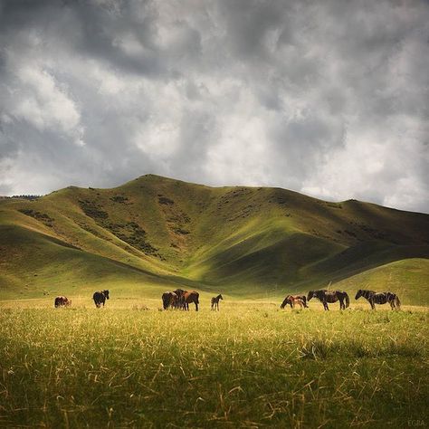 🇰🇿 Steppe country (Kazakhstan) by EGRA (@egraphoto) on Instagram Nature Flowers, Nov 2, Central Asia, Mother Earth, Surrealism, Beautiful Places, Paintings, Japan, Natural Landmarks