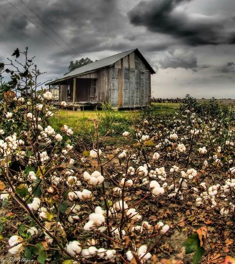 Old Farmstead Pictures, Old Farm Aesthetic, Vintage Farm Aesthetic, Old Country Aesthetic, Cotton Field Photography, Urban Sketching Reference Photos, Farmhouse Photography, Agriculture Photography, Color Out Of Space