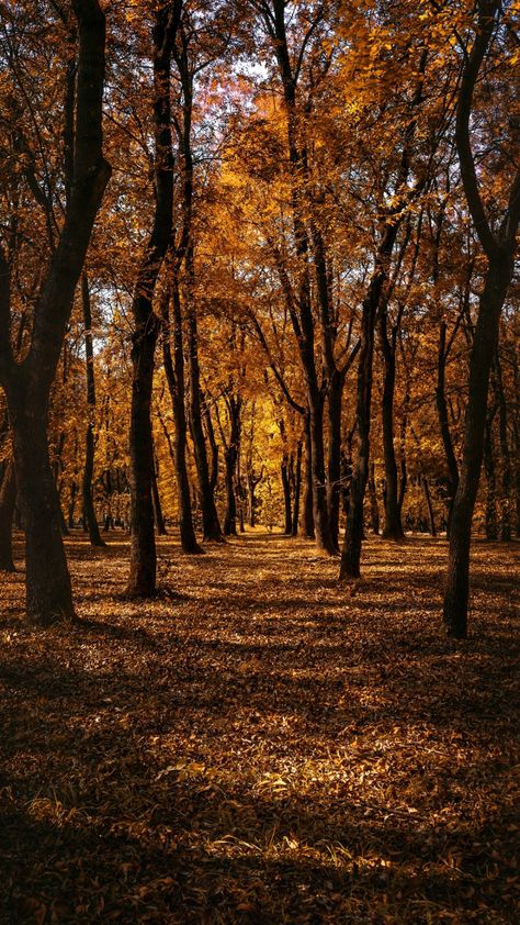 Forest Falls, Autumn Magic, Fall Background, Autumn Scenes, Forest Trees, Autumn Scenery, Tree Wallpaper, Autumn Beauty, Autumn Vibes