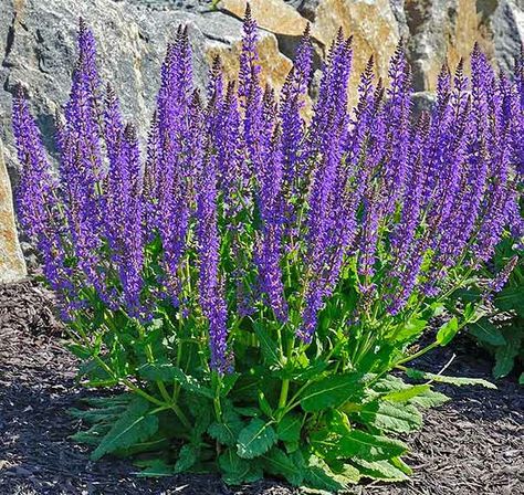 May Night Salvia, Agave Blue Glow, Front Yard Plants, Front Landscaping, Flower Spike, Landscape Plans, Backyard Projects, Bedding Plants, Landscaping Plants