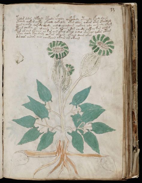 The Voynich Manuscript Voynich Manuscript, Alchemy Art, Late Middle Ages, Ancient Books, Medieval Manuscript, Plant Illustration, Illuminated Manuscript, Elements Of Art, Mail Art