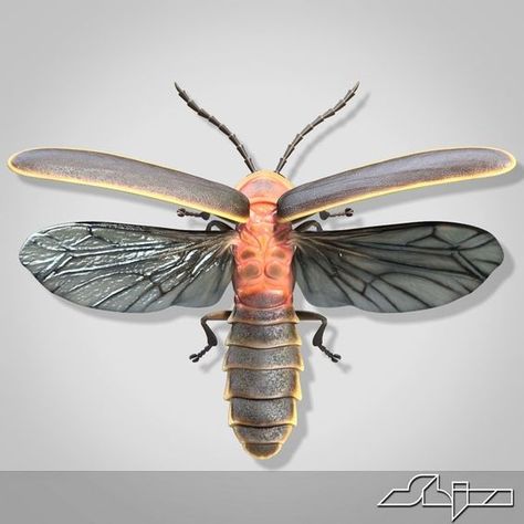 Insect Reference, Insect Project, Firefly Costume, Flying Pose, Lightening Bugs, Firefly Tattoo, Fire Flies, Lighting Bugs, Fire Fly