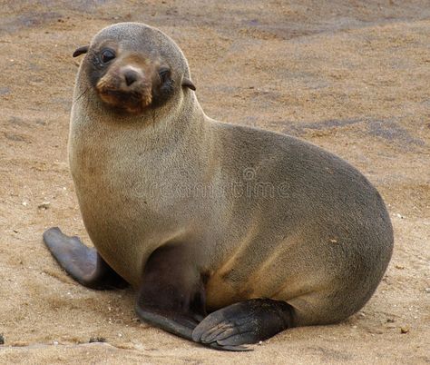 Cape Fur Seal, Seal Reference, Mermay 2024, Animal Encyclopedia, Gesture Drawings, Creature Reference, Fur Seal, Seal Pup, Fish Sea