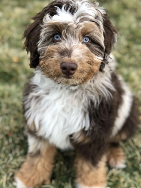 Laberdoodle Puppy, German Doodle, Doodle Mixes Dogs, Doodles Puppies, Red Merle Aussiedoodle, Golden Aussiedoodle, Doodle Dogs Breeds, Doodles Dogs Breeds, Borderdoodle Dogs