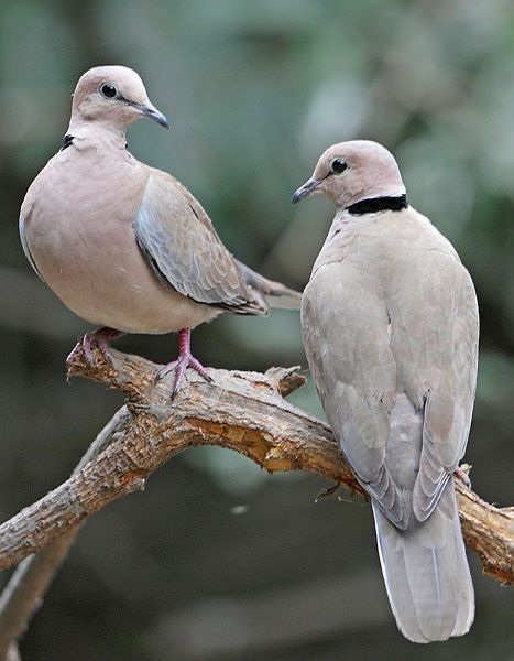 Eurasian-collared Doves (Streptopelia decaocto) Europe, Asia Dove Pigeon, Dove Pictures, Turtle Dove, Dove Bird, Backyard Birds, Bird Pictures, Pretty Birds, Bird Photo, Small Birds