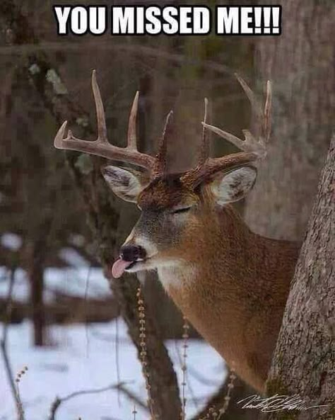 The 20 Best Deer Hunting Memes (So Far) - SayingImages.com A Deer, A Tree, Deer, Hunting, Funny