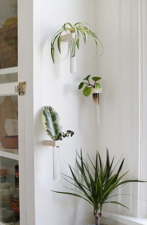 Make your own propagation tubes to add to your wall and grow a bunch of new plants! Also perfect to use as bud vases! #propagationtubes #diy #budvase #propagationwall Test Tube Vase Wall, Wall Propagation, Propagation Tubes, Propagation Wall, Wall Vase Decor, Plant Vibes, Bedroom Plants Decor, Plant Walls, Dc Apartment