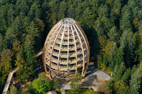 Ovoid shaped buildings Treetop Walkway, Timber Projects, Bavarian Forest, Architectural Structure, Beech Trees, Eco Architecture, Tree Top, Tree Tops, Sustainable Architecture