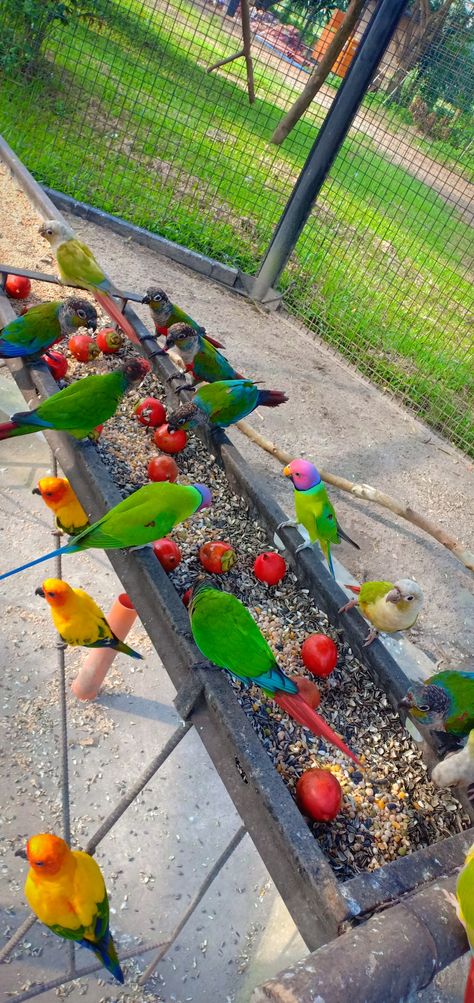 Outdoor Parrot Cage, Parrot Cage Ideas Design, Farm Dogs Breeds, Parrot Habitat, Parrot Aviary, Large Parrot Cage, Parrot House, Feeding Animals, Conure Parrots