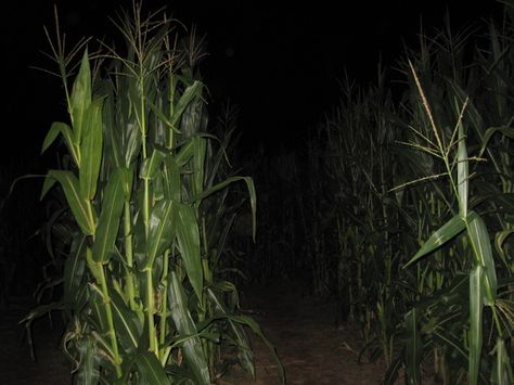 corn mazes Corn Maze Aesthetic, Cornfield At Night, Corn Maze At Night, Corn Field At Night, Cryptidcore Aesthetic, Powerful Magic, The Dark Night, Corn Maze, Dreamcore Weirdcore