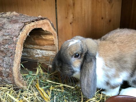 Bunny Sheds, Homemade Rabbit Toys, Rabbit Enrichment, Rabbit Tunnel, Diy Bunny Toys, Pet Rabbit Toys, Rabbit Shed, Rabbit Behavior, Pet Rabbit Care