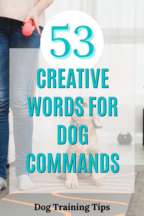 Commands For Dogs, Puppy Commands, Dog Training Commands, Dog Commands Training, Dog Recall, Puppy Training Schedule, Deaf Dog, Dog Commands, Dog Behavior Training