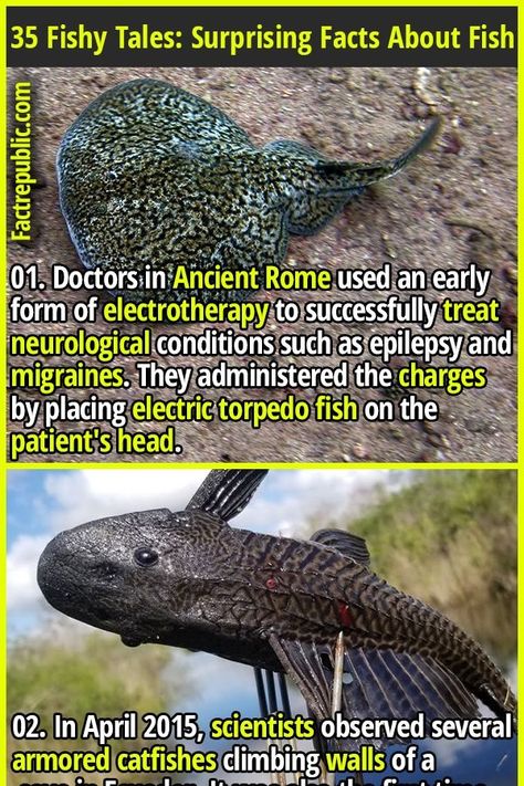 01. Doctors in Ancient Rome used an early form of electrotherapy to successfully treat neurological conditions such as epilepsy and migraines. They administered the charges by placing electric torpedo fish on the patient's head. #fish #animal #science #knowledge #education #wtf #shocking Spooky Facts, Animal Facts Interesting, Facts About Fish, Happy Facts, Wildlife Facts, Science Knowledge, Fish Animal, Fact Republic, Fun Facts About Animals