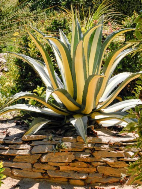 Agave americana 'Mediopicta' (Yellow-striped Century Plant)  #agave #succulentopedia #succulents #CactiAndSucculents #succulent #SucculentPlant #SucculentPlants #SucculentCollection #SucculentGarden #DesertPlants Desert Landscape Backyard, Desert Plants Landscaping, Agave Americana, Texas Landscaping, Landscape Backyard, Century Plant, Architectural Plants, Succulent Landscaping, Colorful Succulents