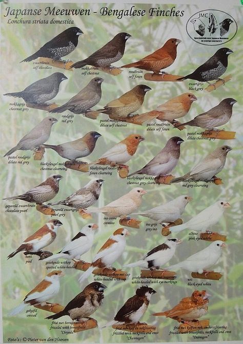 Aussie Bengos: New Benglalese Colour Chart. Society Finch, Aviary Birds, Love Birds Pet, African Lovebirds, Pig Breeds, Bird Breeds, Birds For Sale, Canary Birds, Zebra Finch