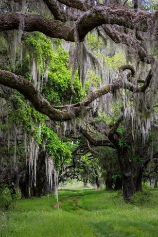 size: 12x8in Photo: Spanish Moss in Georgia by Jon Evan : Georgia Savannah, Georgia Art, Cosmetic Tattoo, Spanish Moss, On Live, Knotless Braids, Art Prints For Sale, Beautiful Tree, Landscape Photographers