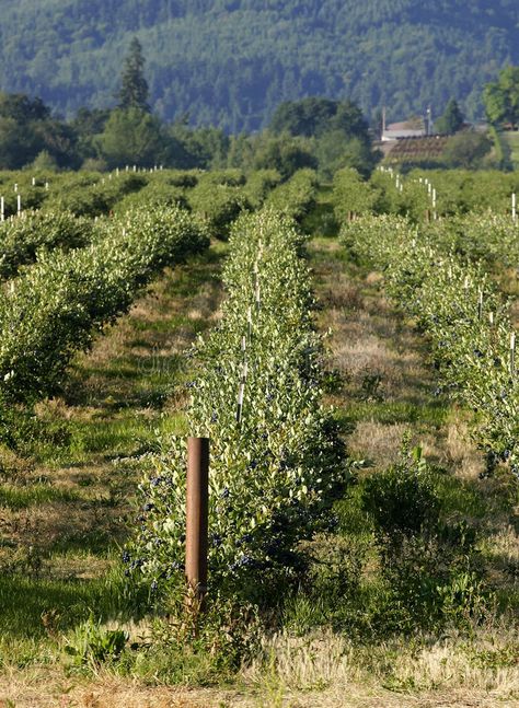 Blueberry field. Rows of blueberry blueberry bushes on a farm. Located in Cornel , #affiliate, #Rows, #blueberry, #Blueberry, #field, #bushes #ad Blueberry Farm Aesthetic, Blueberry Bushes Landscape, Blueberry Farming, Blueberry Orchard, Orchard Planning, Berry Field, Blueberry Garden, Blueberry Field, Blueberry Tree