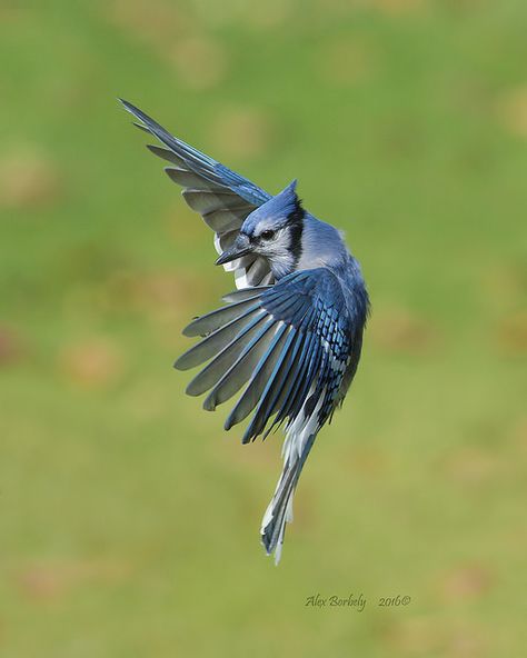 Wild Animals Photos, Funny Birds, Backyard Birds, Bird Pictures, Bird Photo, Cute Cats And Dogs, Bird Photography, Blue Jay, Animal Photo