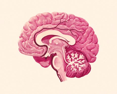 Why Reading Emotions is Key to Attraction | Time.com Brain Art, The Human Brain, Cross Section, Ink Blot, Human Brain, Neuroscience, Bbc News, Gifts In A Mug, Photographic Prints