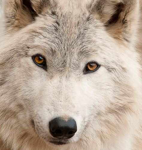 White wolf with orange-yellow eyes White Wolf With Yellow Eyes, Yellow Wolf Aesthetic, Yellow Wolf Eyes, Heiress Aesthetic, Male Pregnancy, Orange And White Cat, Wolf Eyes, Wolf Face, Amber Eyes