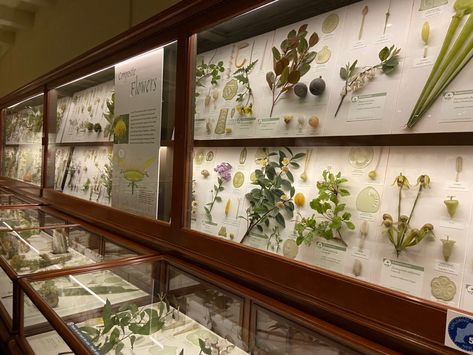 Harvard Museum of Natural History Natural History Aesthetic, Botany Aesthetic, Natural Science Museum, Botanical Display, Structural Drawing, Nature Museum, Nature Camping, Plant Science, Museum Of Natural History