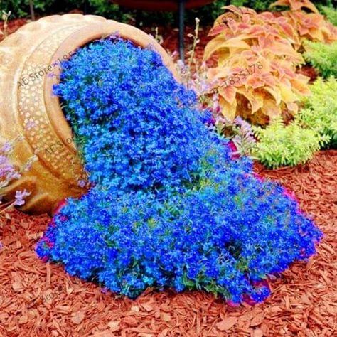 27 Stunning Spilled Flower Pot Ideas to Brighten Up Your Garden Landscape Flower Garden Decorations, Flower Pot Ideas, Perennial Ground Cover, Creeping Thyme, Bonsai Flower, Pot Ideas, Garden Types, Ground Cover Plants, Hardy Perennials