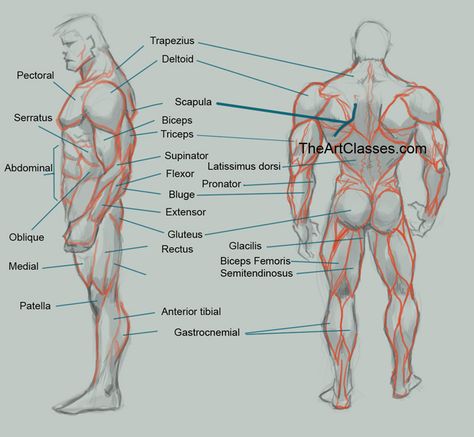 Men's muscles Male Figure Drawing, Body Tutorial, Man Anatomy, Anatomy Tutorial, Human Anatomy Drawing, Muscle Anatomy, Human Figure Drawing, Anatomy Sketches, Anatomy For Artists