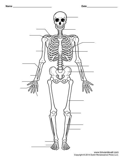 human skeleton worksheet Human Skeleton Labeled, Skeleton Worksheet, Skeleton Labeled, Skeleton Printable, Human Body Bones, Human Anatomy Chart, Skeletal System Anatomy, Skeletal System Worksheet, Skeleton System