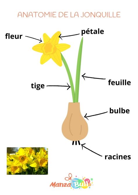 Cycle de vie et l'anatomie de la jonquille - ManzaBull' Petite Section, Activities For Kids, Science, For Kids, Collage, Quick Saves, Pins