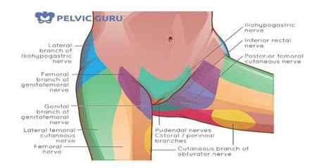 Pelvic Congestion Syndrome, Pelvic Floor Muscle Exercise, Pelvic Floor Therapy, Basic Anatomy And Physiology, Human Body Anatomy, Nursing School Tips, Kinesiology Taping, Medical School Essentials, Acute Care