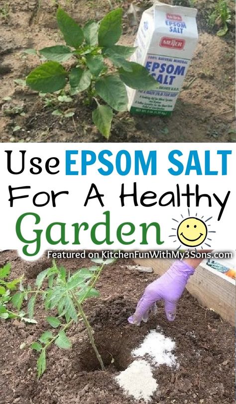 Benefits Of Epsom Salt, Epsom Salt For Plants, Epsom Salt Garden, Epsom Salt Uses, Epson Salt, Tomato Seedlings, Organic Pesticide, Organic Vegetable Garden, Meteor Garden 2018