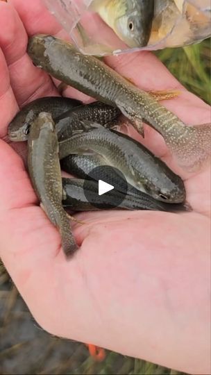 483K views · 12K reactions | Catching Mummichogs with a homemade trap 

#survival #fishing #diy #lifehacks #selfreliance #outdoorlife #outdoors #reels | WoodsBound Outdoors | WoodsBound Outdoors · Original audio Survival Fishing, Tarp Shelters, Diy Crafts Life Hacks, Emergency Preparation, Fishing Diy, Camping Ideas, Camping Survival, Zombie Apocalypse, Outdoor Life