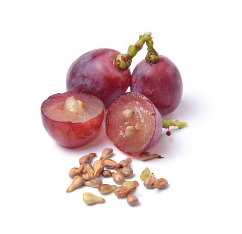 Grape seeds on white background macro closeup royalty free stock photography An Exercises, Grape Reference Photo, Grape Photography, Grape Pictures, Stuffed Grape Leaves Photography, Grapes Photography, Grape Seeds, Purple Grapes Photography, Grape Plant