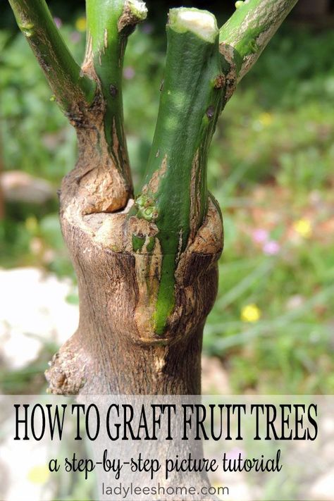 Grafting Fruit Trees, Grafting Plants, Growing Fruit Trees, Homestead Gardens, Picture Tutorial, Organic Gardening Tips, Growing Fruit, Fruit Garden, Propagating Plants