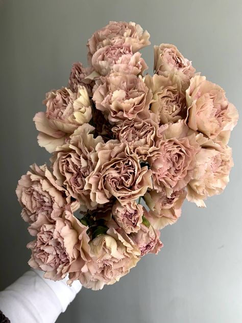 The perfect blush-peach-beige-mauve carnation. Dusty Pink Carnation, Mauve Wedding Florals, Carnations Colors, Terracotta Carnations, Beige Carnation, Carnation Flower Aesthetic, Carnation Bouquet Wedding, Blush Carnations, Mauve Peonies