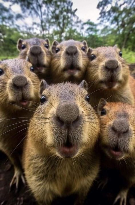 Random Reference Photos Animals, Funny Animal Pfp, Capybara Pictures, Animal Pfp Funny, Funny Animated Pictures, Animal Selfie, Animal Selfies, Funny Animal Pics, Animal Pfp