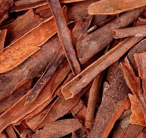 Cinnamomum aromaticum Bark Cassia Cinnamon Bark Cinnamomum aromaticum Bark Cassia Cinnamon Bark Uses For Cinnamon Bark Essential Oil, Cinnamon Photography, Cinnamon Fragrance, Cassia Essential Oil, Parasitic Worms, Cinnamon Bark Essential Oil, Red Henna, Cassia Cinnamon, Ceylon Cinnamon