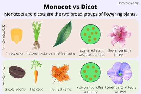 Monocot vs Dicot - How to Tell the Difference Monocot Vs Dicot, Dichotomous Key For Plants, Morphology Of Flowering Plants Examples, Seed Structure, Monoclonal Antibodies Notes, Leucippus And Democritus, Learn Biology, Missouri Botanical Garden, Parts Of A Flower