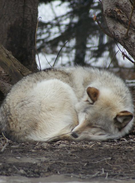 Wolf Curled Up, Wolf Laying Down, Wolf Side View, Wolf Sleeping, Husky Sleeping, Adam Trest, Wolves Aesthetic, Wolf And Lamb, Sleeping Wolf