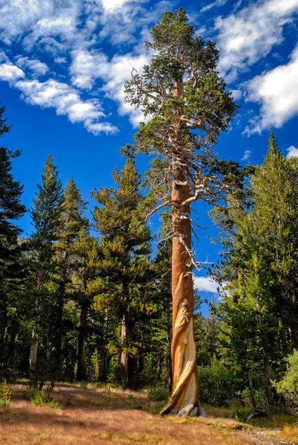 Lodgepole Pine Tree, Yosemite Painting, Lodgepole Pine, Live Earth, Painting References, Christmas Puzzle, Botanical Beauty, Environment Design, Close Up Photos