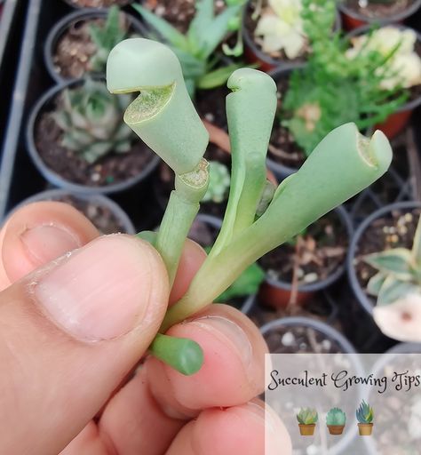 Found out why the Baby Toes succulents can get cracked leaves and what to do about it Succulent Growing, Succulent Display, Succulent Garden Indoor, Flowering Succulents, Baby Succulents, Propagating Succulents, Plant Problems, Growing Tips, Water Intake