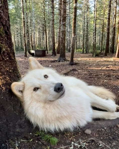 White Wolf Dog, Therian Stuff, Pet Spaces, Wolf Photos, Animal Symbolism, Wolf Pictures, The Blue Sky, Beautiful Wolves, Cute Cats Photos