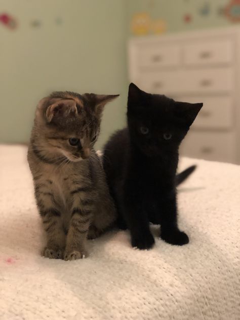 My two foster kittens. The gray is Jupiter and the black void is Luna Black Cat And Grey Cat Together, Black And Grey Cats Together, Gray Cat And Black Cat, Grey Cat And Black Cat, Grey And Black Cat, Black And Gray Cat, Black And Grey Cat, Baby Black Cat, Cat Duo