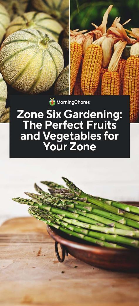 Although zone 6 can be very cold, the weather warms up quickly and stays warm long enough. See our tips and tricks for zone six gardening success. Zone 6 Planting Schedule Vegetables, Indiana Gardening Vegetable, Zone 6 Vegetable Garden, Gardening Zone 6, Zone 6 Planting Schedule, Kansas Gardening, Zone 6 Gardening, Zone 6 Garden, Indiana Gardening