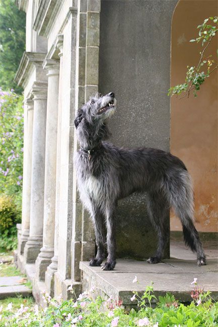 Iris Wolfhound, Scottish Wolfhound, Irish Wolfhound Puppies, Wolfhound Dog, Irish Wolfhound Dogs, Giant Dog Breeds, Scottish Deerhound, Giant Dogs, Dog Line