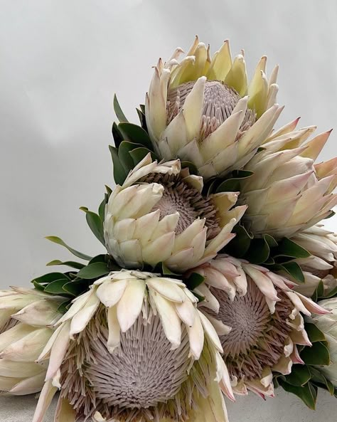 Protea Bouquet Wedding, Protea Bouquet, Floral Art Arrangements, Protea Flower, Petal Pushers, Boquette Flowers, Flower Candle, Fashion Lookbook, Floral Style