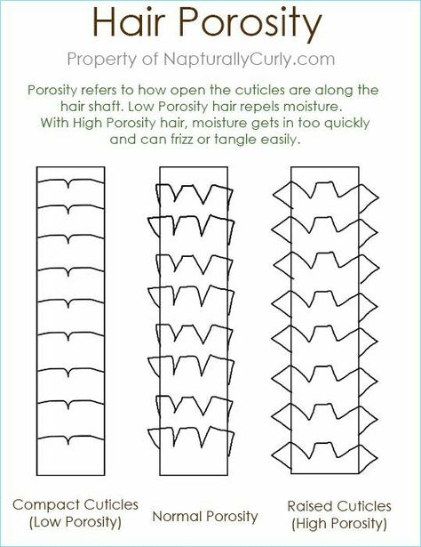 Porosity Test, Hair Porosity Test, Beauty School Cosmetology, Hair Science, Hair Goal, High Porosity Hair, Low Porosity, Hair 101, Low Porosity Hair Products