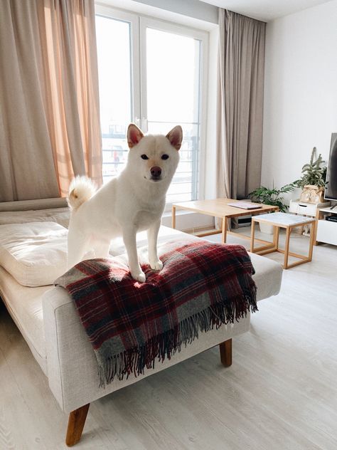 Shiba inu, scandi, interior, plants White Shiba Inu Dog, Animalia Kingdom, White Shiba Inu, Dog Foto, Scandi Interior, Shiba Puppy, Shiba Inu Puppy, Shiba Inu Dog, Cute Animals Images