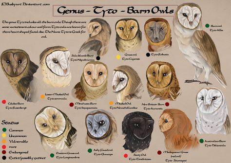 Tyto species chart by *busbyart on deviantART Species Guide, Owl Facts, Owl Species, Barn Owls, Owl Pictures, Beautiful Owl, Owl Bird, Wise Owl, Snowy Owl