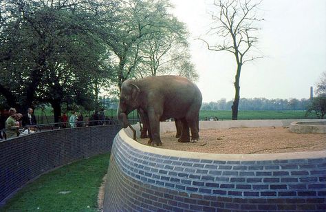 Elephant, London Zoo 1969 Zoo Photography, Zoo Pictures, 70s Childhood, Zoo Ideas, Zoo Photos, City Zoo, London Zoo, London Calling, Old London